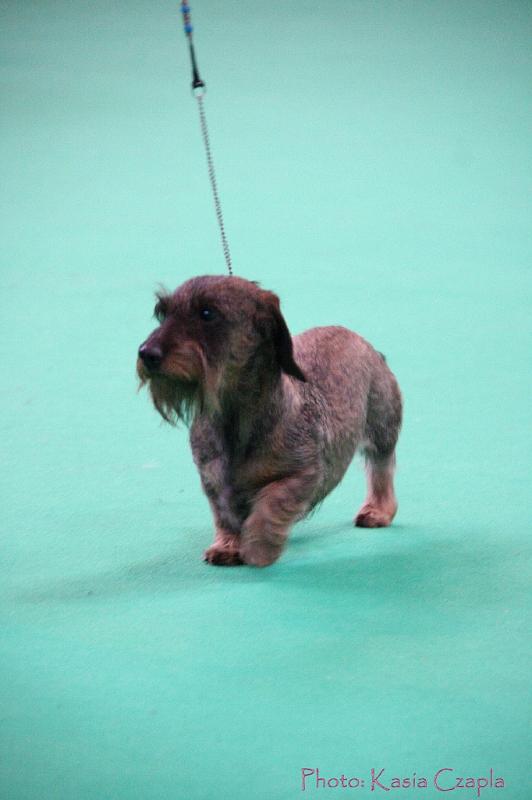 Crufts2011_2 1320.jpg